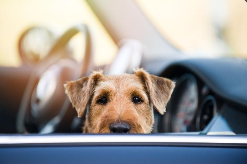 Auto als Hitzefalle für Tiere: Wichtige Rechtsfragen rund um die Rettung  von Hund, Katze & Co.