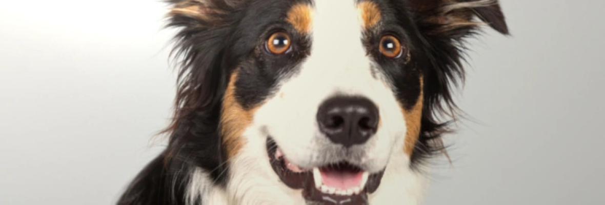 ᐅ Hunderecht – die größten rechtlichen Hunde-Mythen