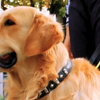Blindenhund: Wann haben Sie Anspruch auf tierische Hilfe?