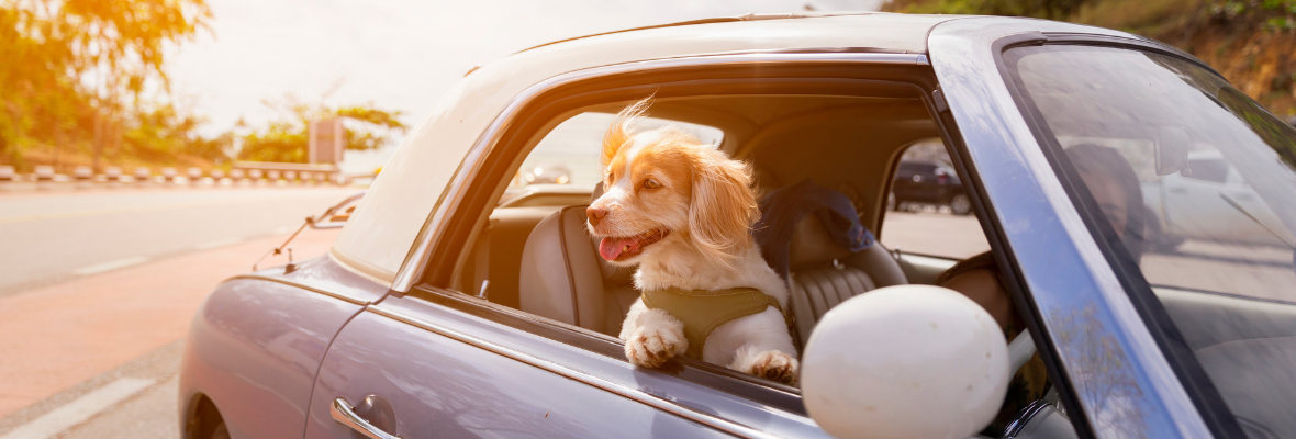 Anschnallpflicht für Hunde: Vorsicht beim Haustier-Transport