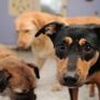 Haltung von über 100 Hunden vom Verwaltungsgericht Hannover untersagt