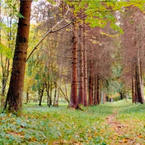 3 häufige Fehler bei Forstgeschäften in Rumänien